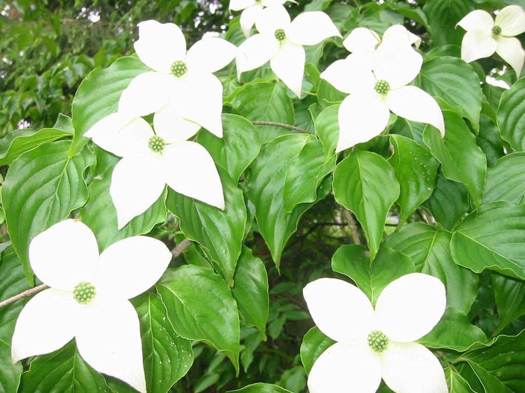 Anise Garden 2*